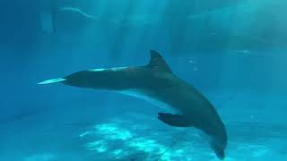 Dolphin Tank