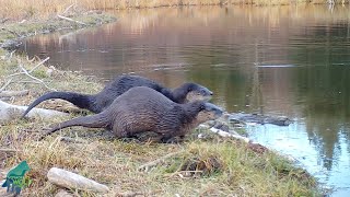 Otters, fall, and a beaver dam in Northern Minnesota