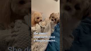 Shih Tzu favourite Blanket