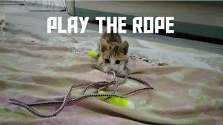 Cat is Playing with the Rope