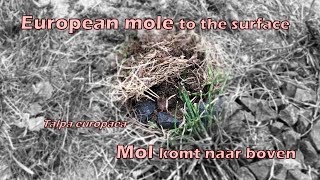 Mol (Talpa europaea) komt naar boven - European mole surfacing