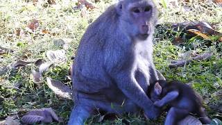 Tarzana Baby Angry Her Mom, She Want To Eat, Daily Monkeys Man#1134