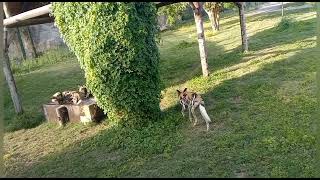 #Dubai #African Wild Dog #Safari Park #Part- 6