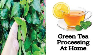 How To Make Green Tea From Fresh Leaves  | Green Tea Processing At Home