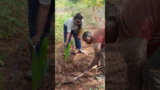 Transplanting Coconut