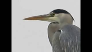 YUTZ - AEROPARC - HERON SUR LE TOIT