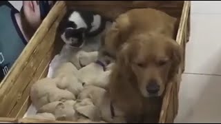 DOGS🐶 CONTINUE TO AMAZE | 👍ANIMALS