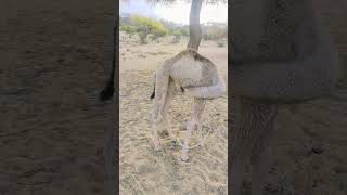 #camel #viral #comedy #animals #viralvideo