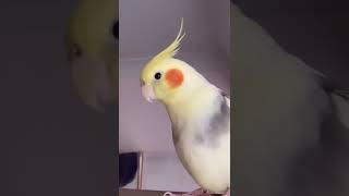 Funny Cockatiel Singing Videos