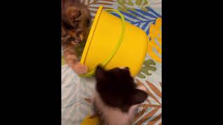 Cats playing with bucket ❤️ #shorts