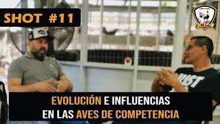 SHOT #11: Evolución e Influencias en las aves de competencia