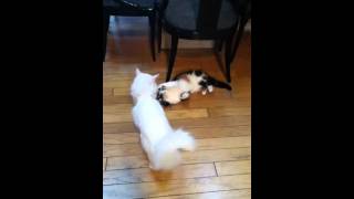 two cats fighting