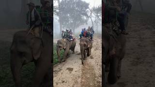 Beautiful Nature status | elephant safari | elephant safari in kaziranga nationalpark assam | shorts