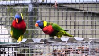 Hoping Lorikeets Lowry Park Zoo by Lee