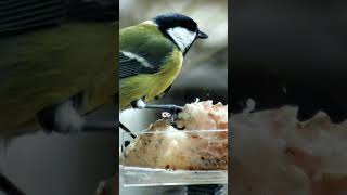 Синица и сало #birds #birdfeeder