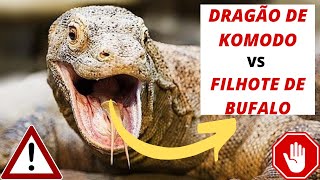 filhote de búfalo contra um dragão de komodo. 😵🐲🐃