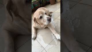 #maakaladla #cute #bacha #doglover #dogmom #dogshorts #dogvideo #labrador #youtubeshorts#shortvideo