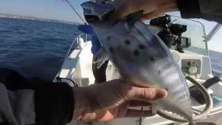 Pêche en mer méditerranée. Bonite, Thonine, Pélamide. Pêche sur chasses