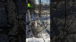 Videos from My Phone | Sunny Winter Weather on a Small Mountain River