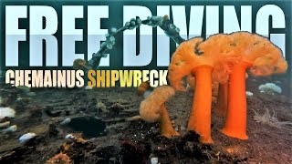 Freediver Explores WW2 Shipwreck in Chemainus | Vancouver Island, Canada