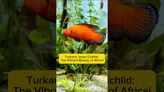 Turkana Jewel Cichlid: The Vibrant Beauty of Africa! AquaVerse #turkanajewel #cichlid  #shorts