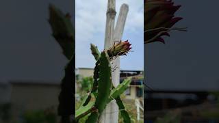 ছাদবাগানের Dragon গাছটিতে আবারও dragon ফুল আসছে #dragonfruit #gardening #rooftopgarden #hobbies