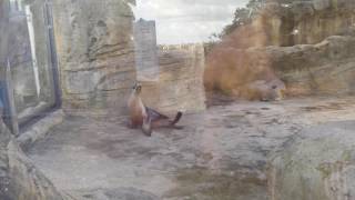 sea lion at taronga zoo sydney australia