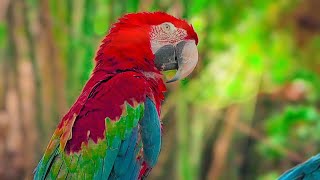 Macaw Parrots 4K - Relaxing Music With Colorful Birds In The Rainforest