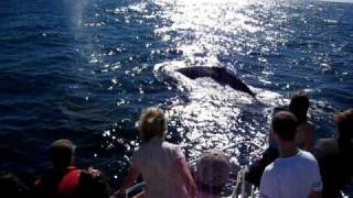 Humpback Pair Under Bow Awesome.AVI