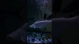 Aquarium at home #shorts #ytshorts @Arunscreation