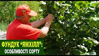 №203 Фундук Ямхілл: Особливості сорту