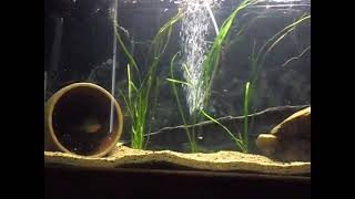 Australian Murray COD feeding on Goldfish