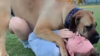 Big  Boerboel Playing With Her Owner #boerboel #trending #viralvideo