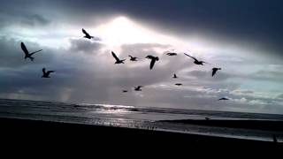 Seagulls trying to fly in wind