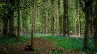 Latitude Fuse in bluebell woods [seeing disc golf lines]