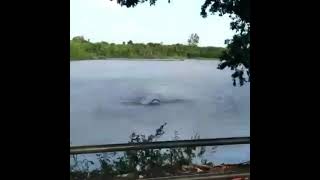 Man barely escapes Caiman Attack #video 😬