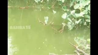 takjub..!! sungai ini sarangnya ikan patin | @jokrinmancingliar8552