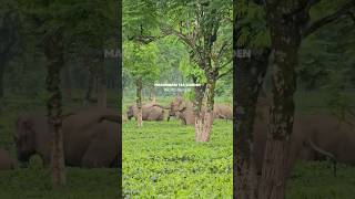 কতো হাতি 🐘 দেখলাম! #elephant #viral #shorts #shortvideo #youtubeshorts #elephants