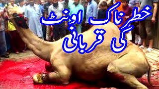 Dangerous Camel Qurbani | Ateeullah bhai camel qurbani 2019