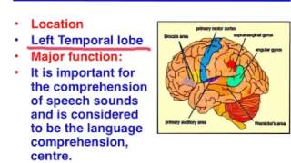 Broca's area vs. Wernicke's area - VCE Psychology