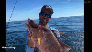 My biggest hogfish ever on hook and line!