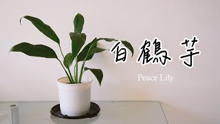 白鶴芋，外型優雅且可以淨化室內空氣 Peace Lily, which can purify indoor air, is an elegant foliage plant🌿觀葉植物小筆記