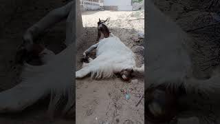 Bakri baccha#viralvideo