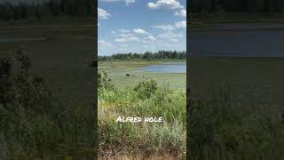 Alfred Hole / Goose Sanctuary - Whiteshell Manitoba [Shorts]