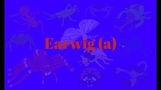 Bug World Production Music: Earwig (a)