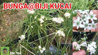 BUNGA / BIJI KUCAI