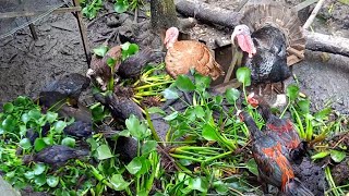 Alternatif pakan ayam gunakan eceng gondok || jenis jenis ayam