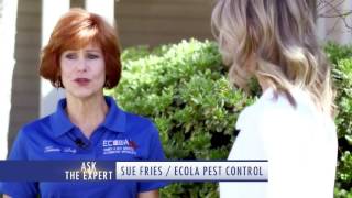 Ecola Ask the Expert "Termite Damage Costs"