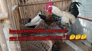 calon indukan ayam kampung istimewa