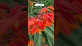 CROCOSMIA. #nature#flowers #garden ing #flowers #beautiful #gardening 🌺🏡